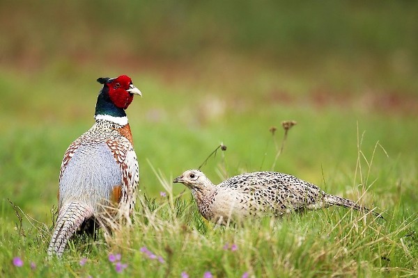 Perdrix Faisans Dans La Meuse Chasse Box