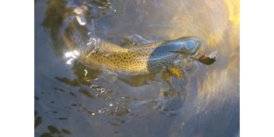 Pêche en Lozère