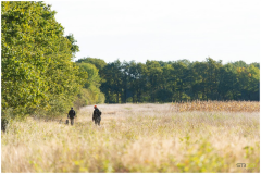 Perdrix Faisans en Indre et Loire