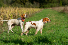 Perdrix Faisans en Indre et Loire