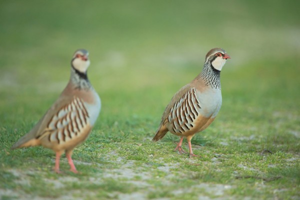 Perdrix Faisans en Indre et Loire