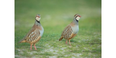 Perdrix Faisans en Indre et Loire avec Hébergement.