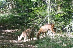 Perdrix Faisans en Dordogne