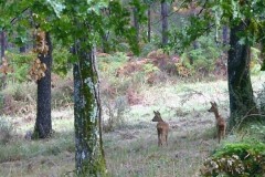 Perdrix Faisans en Dordogne