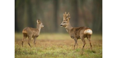 Approche Brocard Dans les Vosges